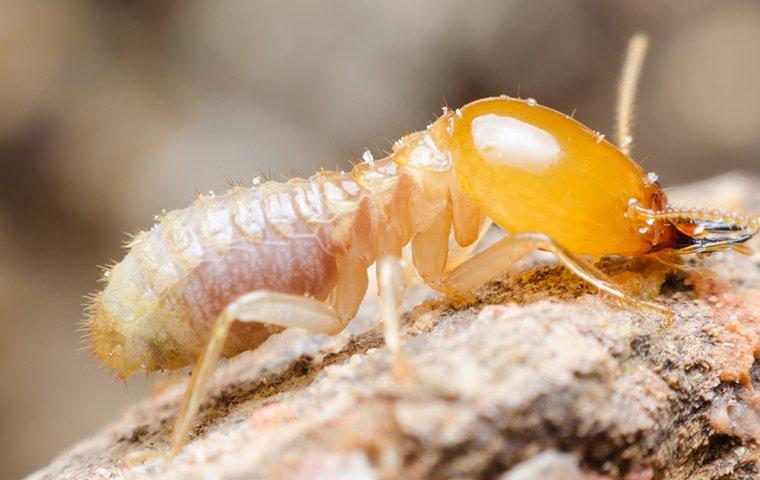 Termite Treatment India