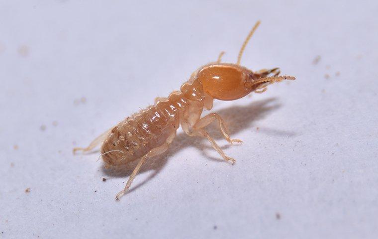Termite Treatment in Noida, pest control in Noida